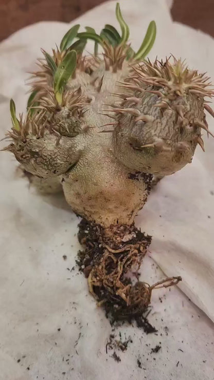 Pachypodium Brevicaule x Densiflorum