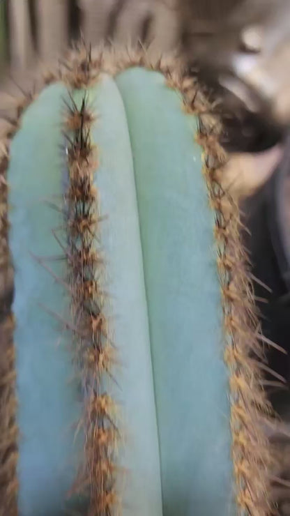 Pilosocereus Fulvilanatus - 5 Arms - 38" Tall!