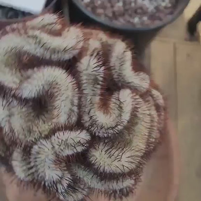 Mammillaria Perezdelarosae v. Andersoniana f. cristata (Last one!)