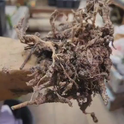 Geohintonia mexicana f. cristata