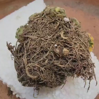 Discocactus buenekeri f. variegata