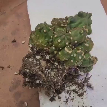 Echinopsis aurea subs. shaferi f. monstruosa