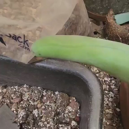 Trichocereus bridgesii f. Monstruosa  – Penis Cactus