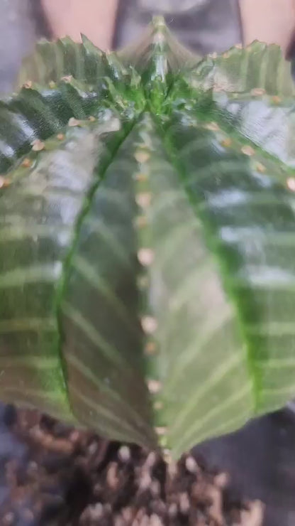 Euphorbia valida