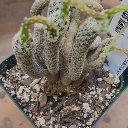 Turbinicarpus krainzianus