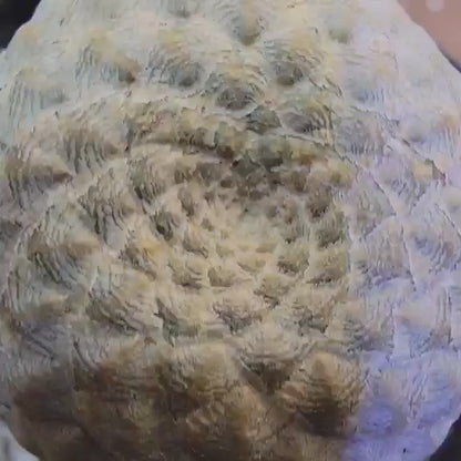 Euphorbia piscidermis - Fish Skin Euphorbia