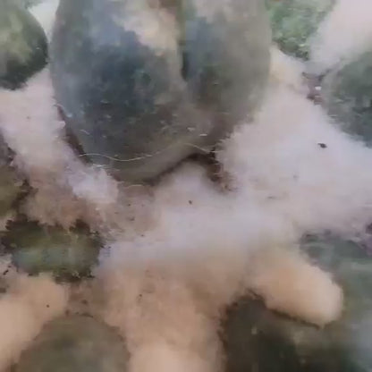 Coryphantha elephantidens cv inermis - XL