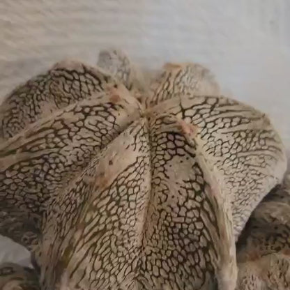 Astrophytum myriostigma cv. Onzuka cristata