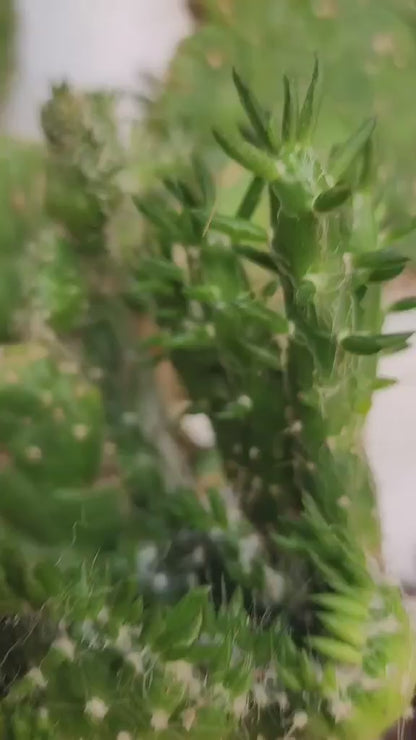 Austrocylindropuntia subulata cristata – Crested Eve's Needle (Private Collection)