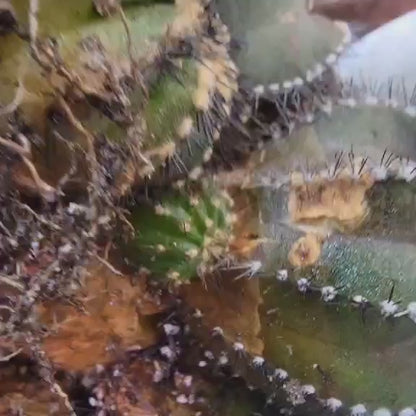 Uebelmannia Pectinifera - Large Cluster - 10 Heads + Baby! Wish List Specimen!