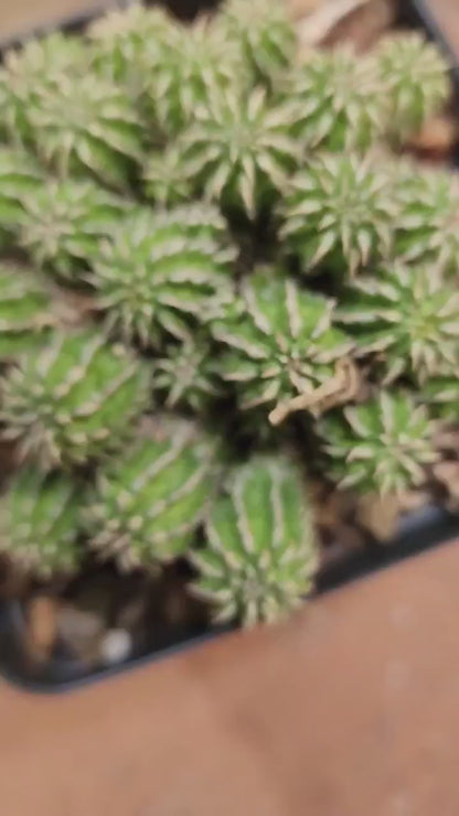 Euphorbia sepulta