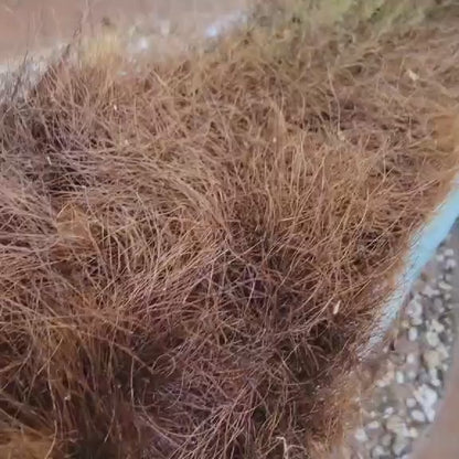 Espostoa (Vatricania) Guentheri (Cutting) 45" Tall!  Red Foxtail Cactus