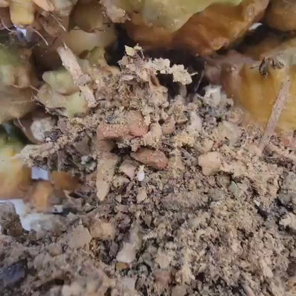 Gymnocalycium monstrose cv. Kikko - Many Heads