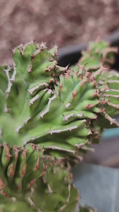 Euphorbia pseudocactus f. cristata