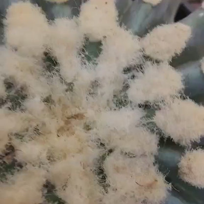 Ferocactus Glaucescens Inermis - Blue Barrel Cactus - Old - Big - Last One!