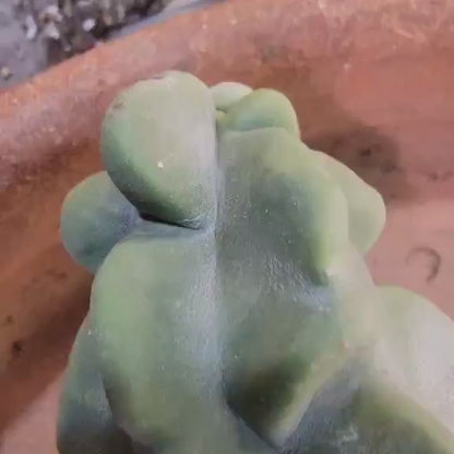 Lophocereus schottii var. monstrose - Totem Pole Cactus - 14 in.