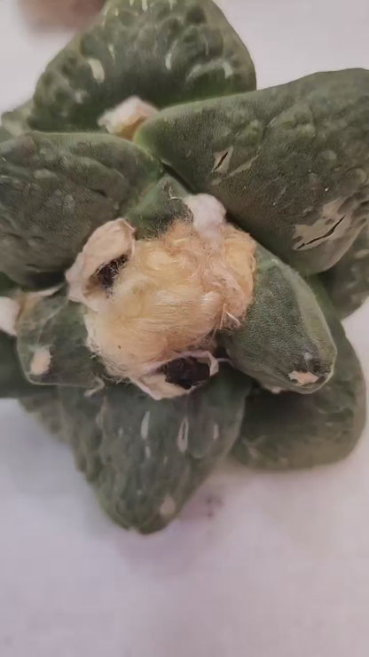Ariocarpus retusus cv. Cauliflower