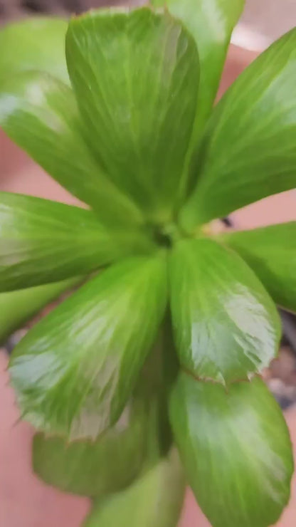Euphorbia unispina