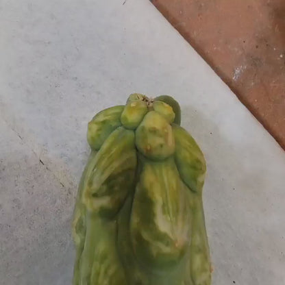 Myrtillocactus geometrizans 'Fukurokuryuzinboku' - Variegated Boobie Cactus (Cutting)