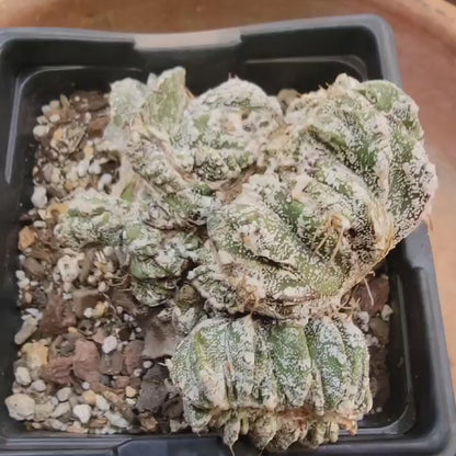 Astrophytum Ornatum cristata