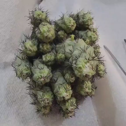Ortegocactus macdougallii - Cochemiea macdougallii