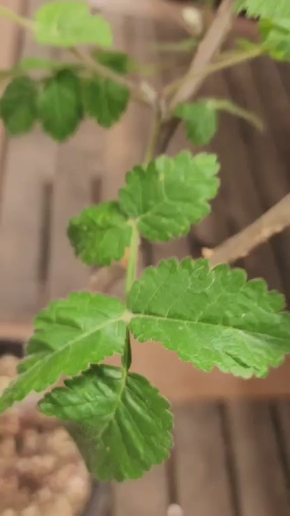 Bursera fagaroides (Fragrant Bursera)
