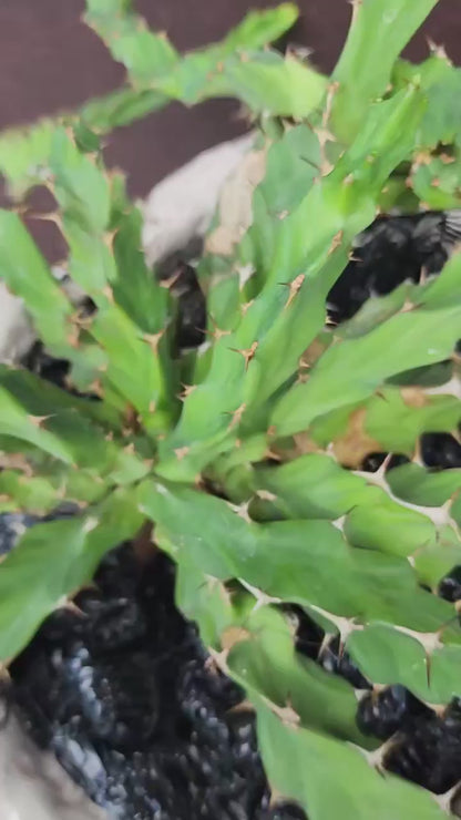 Euphorbia clavigera f. persistens - BIG - Seed Grown