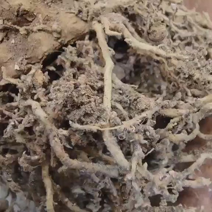 Neobuxbaumia polylopha inermis - 2 Feet Tall!