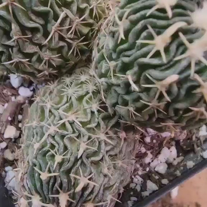 Stenocactus multicostatus - Cluster - 5 Heads