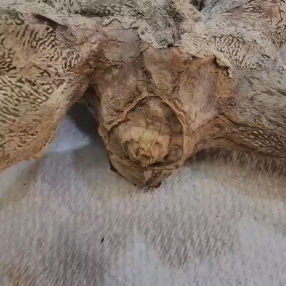 Astrophytum myriostigma cv. Onzuka cristata