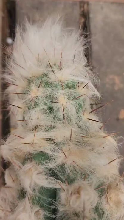 Pilosocereus leucocephalus - 38" Tall!