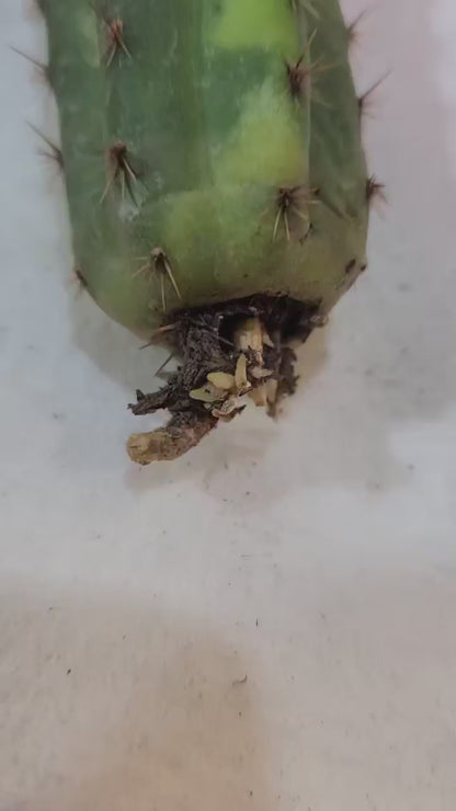 Trichocereus pachanoi variegata – Variegated San Pedro Cactus