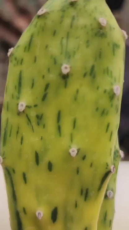 Opuntia Cochenillifera ‘Sunburst’ Variegata
