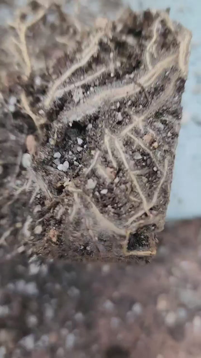 Pilosocereus Pachycladus