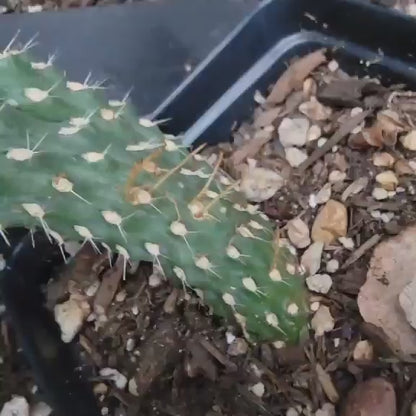 Cylindropuntia fulgida var. mamillata f. monstrosa - Boxing Glove Cactus
