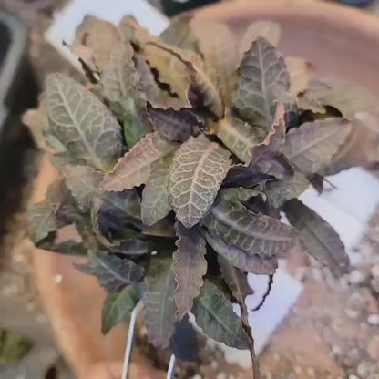 Euphorbia francoisii v. Leandri