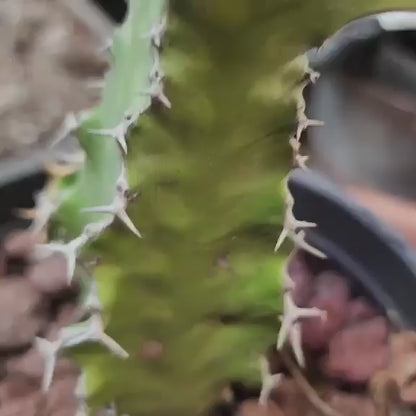 Euphorbia pseudocactus