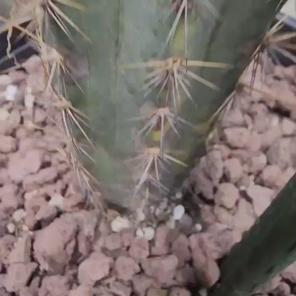 Pilosocereus Pachycladus variegata - Very Rare - 53" Tall!!  Wish List!