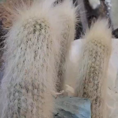 Cleistocactus strausii - 3 Arms