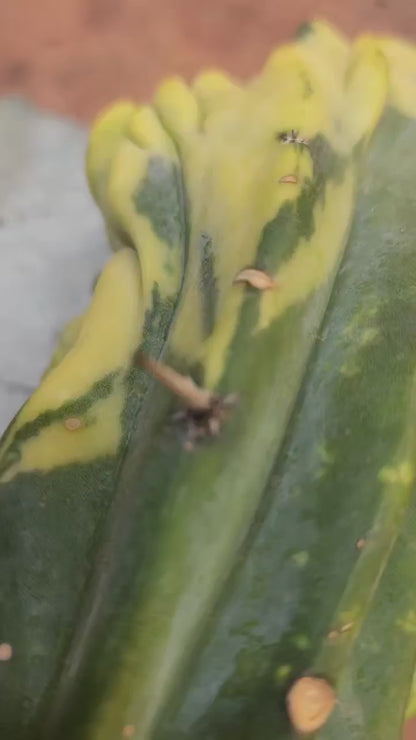 Myrtillocactus geometrizans variegata monstrose cv. Fred