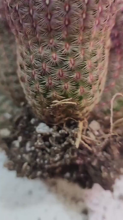 Echinocereus Rigidissimus - Rainbow Cactus
