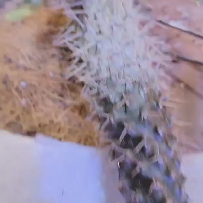 Pachypodium lamerei - Madagascar Palm