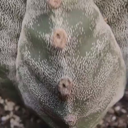 Astrophytum Myriostigma cv. Kikko nudum - 4.5 inch