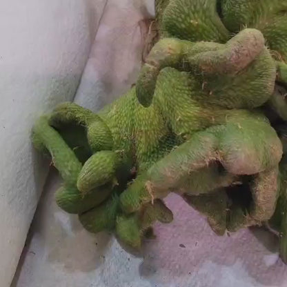 Cleistocactus colademononis inermis cristata - Crested Monkey Tail - XL