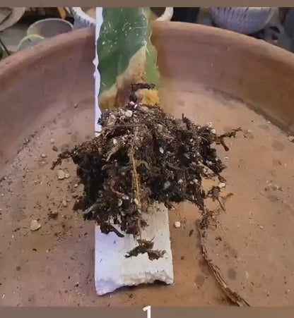 Aztekium Valdezii