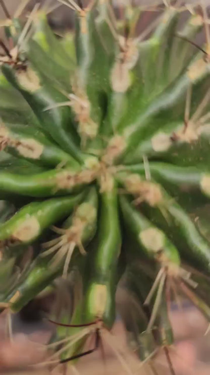 Thelocactus setispinus variegata (Last one!)
