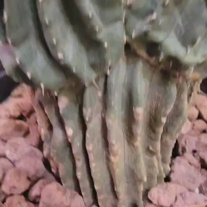 Neobuxbaumia polylopha inermis - Double Head! Very Rare