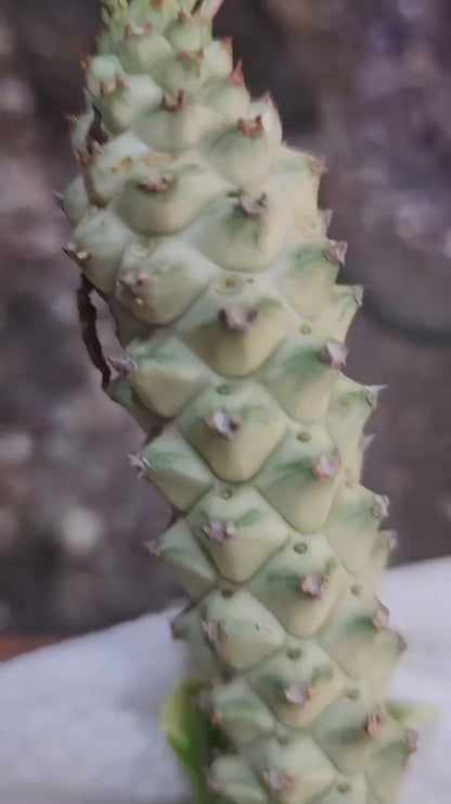 Monadenium guentheri - Euphorbia guentheri