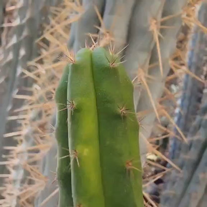 Trichocereus pachanoi variegata – Variegated San Pedro Cactus
