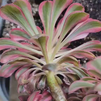 Aeonium 'Meiji' - Meiji Aeonium
